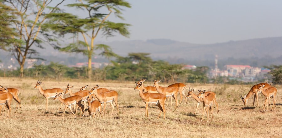 MASAI MARA NATIONAL RESERVE
