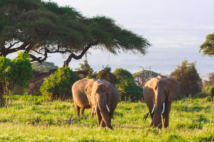 MASAI MARA NATIONAL RESERVE