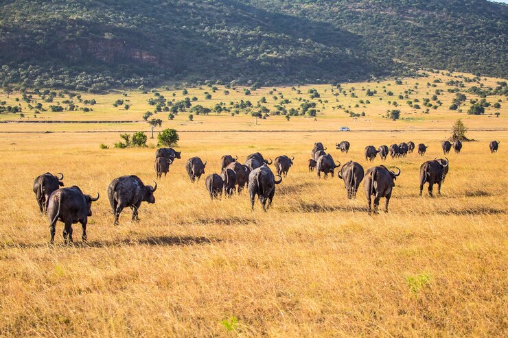 MASAI MARA NATIONAL RESERVE