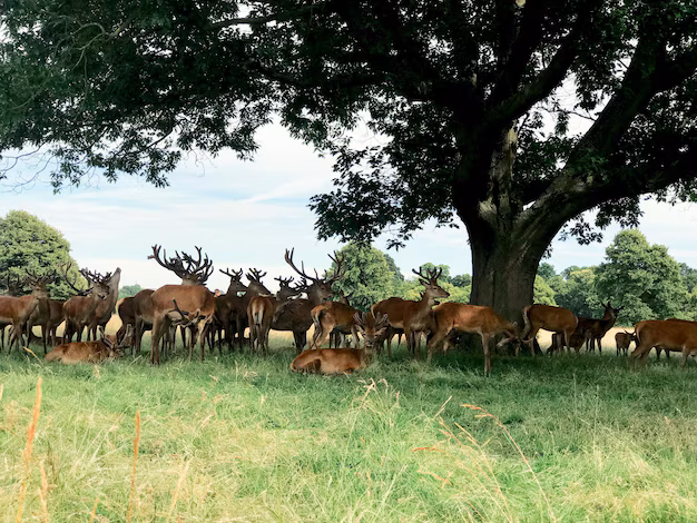 MASAI MARA NATIONAL RESERVE
